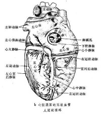 冠狀循環