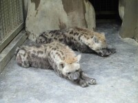 青島動物園的動物