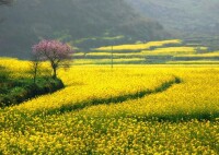 曙光村特產