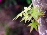 地面芽植物