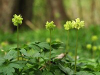 五福花[植物]