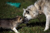 幼犬