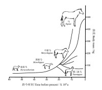 圖4 北美化石馬體積進化格局