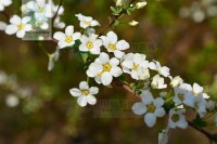 金絲桃葉綉線菊