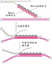 RecA蛋白促進2個雙鏈DNA分子鏈之間的交換