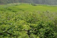 勐馬鎮 咖啡種植