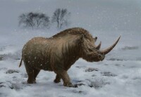 雪中的披毛犀