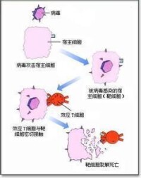 效應細胞