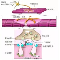 神經肌肉接頭