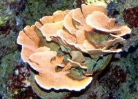 薔薇珊瑚（Montipora）