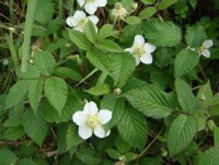 空心泡[薔薇目薔薇科植物]