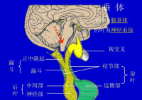 神經垂體