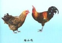 湘黃雞左（母）雞，右為（公）雞