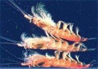 南極磷蝦