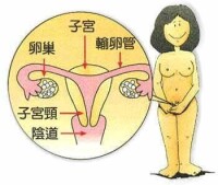 女性生殖器結構圖