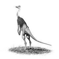 似鳥龍科（Ornithomimidae）意為“鳥類的模仿者”，是獸腳亞目似鳥龍下目的一科，生存於白堊紀中晚期，分佈於現今的北美洲與亞洲等地。 似鳥龍科具有長頸部、喙狀嘴，嘴部無齒，外形類似鴕鳥。由於在某些標本的胃部區域中發現了胃石，一種可以用來協助磨碎植物的石頭，似鳥龍科被普遍認為是草食性動物。但是，某些其他特徵則指出，似鳥龍科可能是雜食性動物。 似鳥龍科被定義為：包含埃德蒙頓似鳥龍，但不包含似金翅鳥龍、似鳥身女妖龍、神州龍、似鵜鶘龍在內的最大演化支。 似鳥龍科
化石時期： 上白堊紀 PreЄЄOSDCPTJKPgN 似鴕龍 科學分類 界： 動物界 Animalia 門： 脊索動物門 Chordata 綱： 蜥形綱 Sauropsida 總目： 恐龍總目 Dinosauria 目： 蜥臀目 Saurischia 亞目： 獸腳亞目 Theropoda 下目： 似鳥龍下目 Ornithomimosauria 科： 似鳥龍科 Ornithomimidae
Marsh, 1890 屬 似鵝龍 Anserimimus 古似鳥龍 Archaeornithomimus 似鴯鶓龍 Dromiceiomimus 似雞龍 Gallimimus 似鳥龍 Ornithomimus 中國似鳥龍 Sinornithomimus 似鴕龍 Struthiomimus