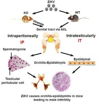 寨卡病毒感染小鼠引起睾丸炎/附睾炎，並最終導致雄性不育