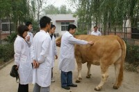 鄉村獸醫[在鄉村從事動物診療服務活動的人員]