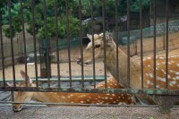 青島動物園舊貌