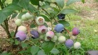 奧尼爾藍莓