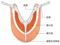 雞肋