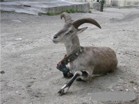 2013年8月絨轄鄉保護受傷的野生動物岩羊