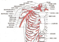 人體動脈分布圖