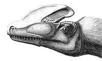 原角鼻龍科（Proceratosauridae）是獸腳亞目的一科，可能屬於暴龍超科演化支。在2010年，奧利佛·勞赫（Oliver Rauhut）等人發表原角鼻龍的最新演化關係研究。他們發現原角鼻龍屬於虛骨龍類的暴龍超科，它們的最近親是中國的冠龍。勞赫等人將原角鼻龍科的範圍定義為：獸腳亞目之中，所以親緣關係較接近於原角鼻龍，而離暴龍、異特龍、美頜龍、虛骨龍、似鳥龍、或恐爪龍較遠的所有物種。原角鼻龍科化石時期： 侏羅紀中期 五彩冠龍的想像圖 科學分類 界： 動物界 Animalia 門： 脊索動物門 Chordata 綱： 蜥形綱 Sauropsida 總目： 恐龍總目 Dinosauria 目： 蜥臀目 Saurischia 亞目： 獸腳亞目 Theropoda 總科： 暴龍超科 Tyrannosauroidea 科： 原角鼻龍科 ProceratosauridaeRauhut, Milner &amp; Moore-Fay, 2010 屬 冠龍 Guanlong 原角鼻龍 Proceratosaurus (模式屬)