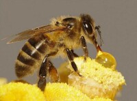 西方蜜蜂