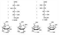 葡萄糖和甘露糖的結構示意