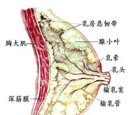 乳房切面圖