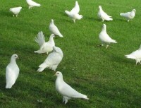 廣場上的和平鴿