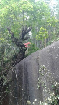 長橋鎮[福建省寧德市屏南縣下轄鎮]