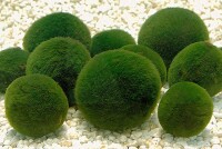 小球藻