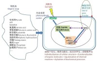 圖2細胞起源的光合偶聯假說