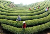 文成縣平和鄉九龍山茶葉基地