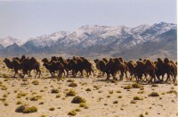 安南壩野駱駝國家級自然保護區