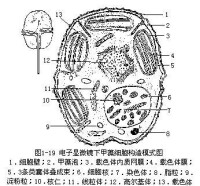 甲藻門心態構造