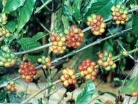 全球咖啡產地名錄之蘇利南