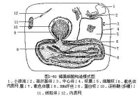 褐藻門