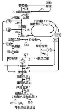 呼吸代謝