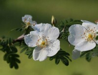 扁刺峨眉薔薇（變型）