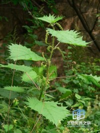 驢食草屬