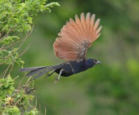 飛行的褐翅鴉鵑