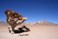 石樹(玻利維亞)
