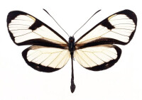 寬紋黑脈綃蝶
