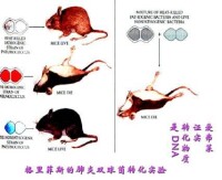 證明遺傳物質是DNA的實驗