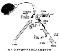 DNA複製