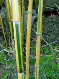 綠皮黃筋竹