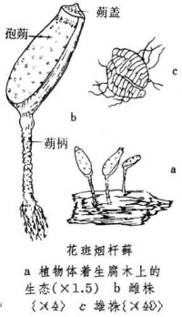 煙桿蘚屬